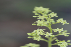 Celastrus paniculatus